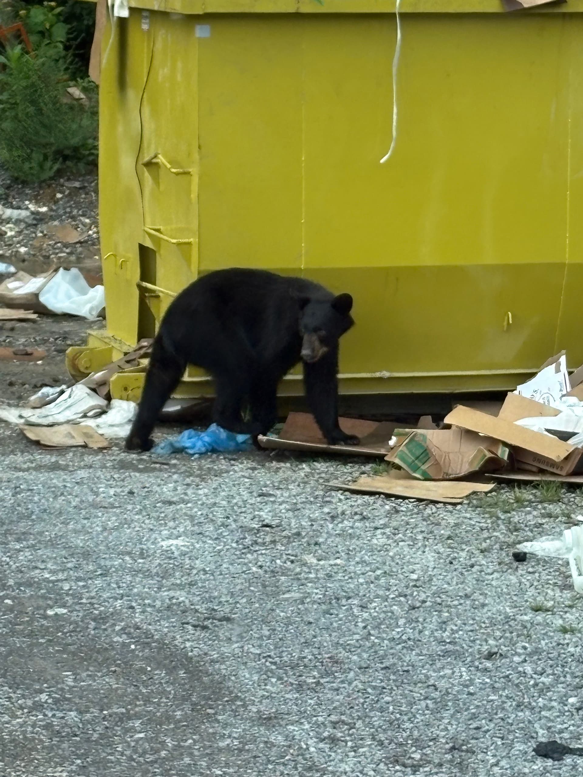 Gallery photos for When the Locals Give Your Dumpster a Five-Star Review: Image #1