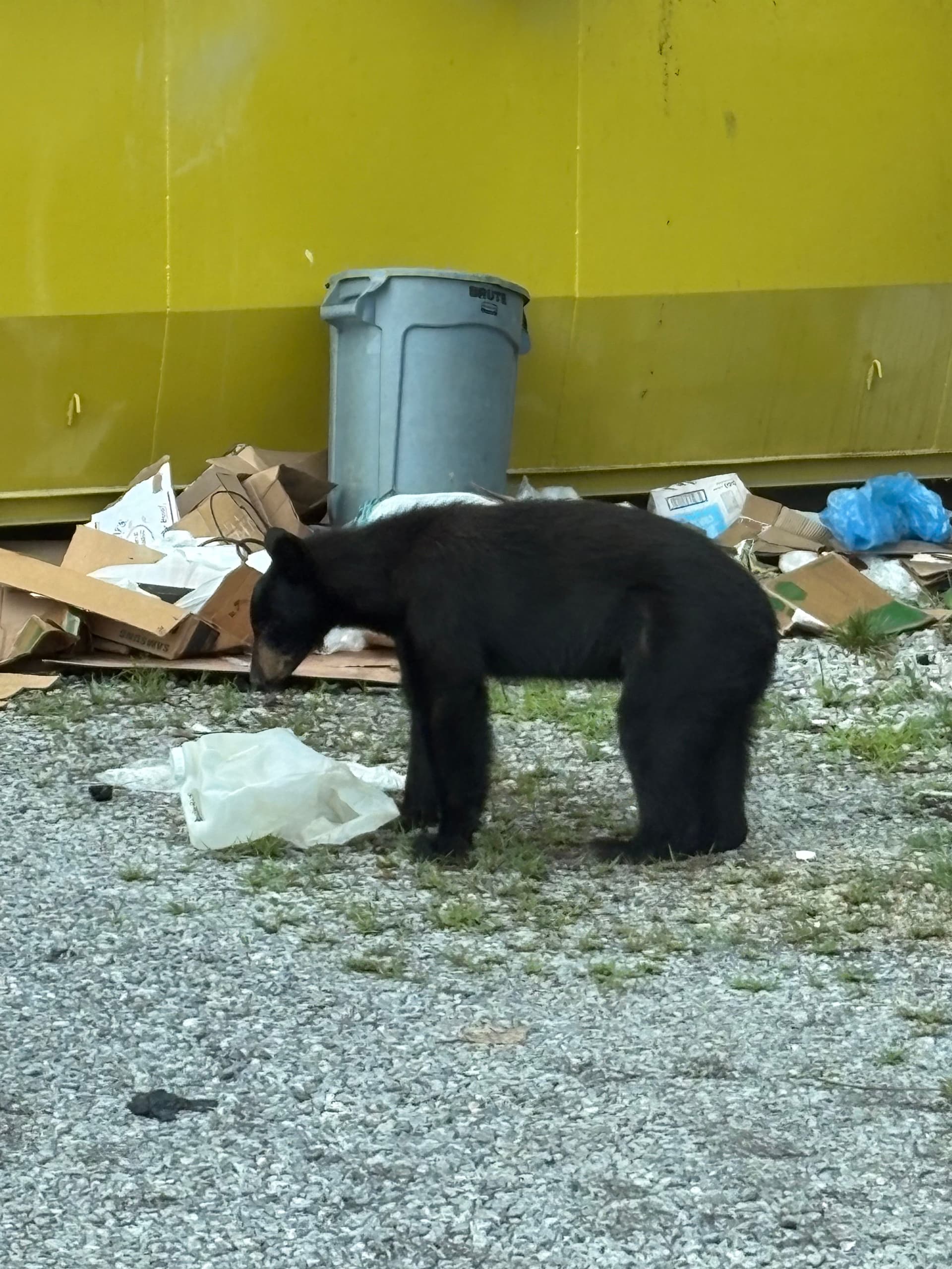 When the Locals Give Your Dumpster a Five-Star Review image