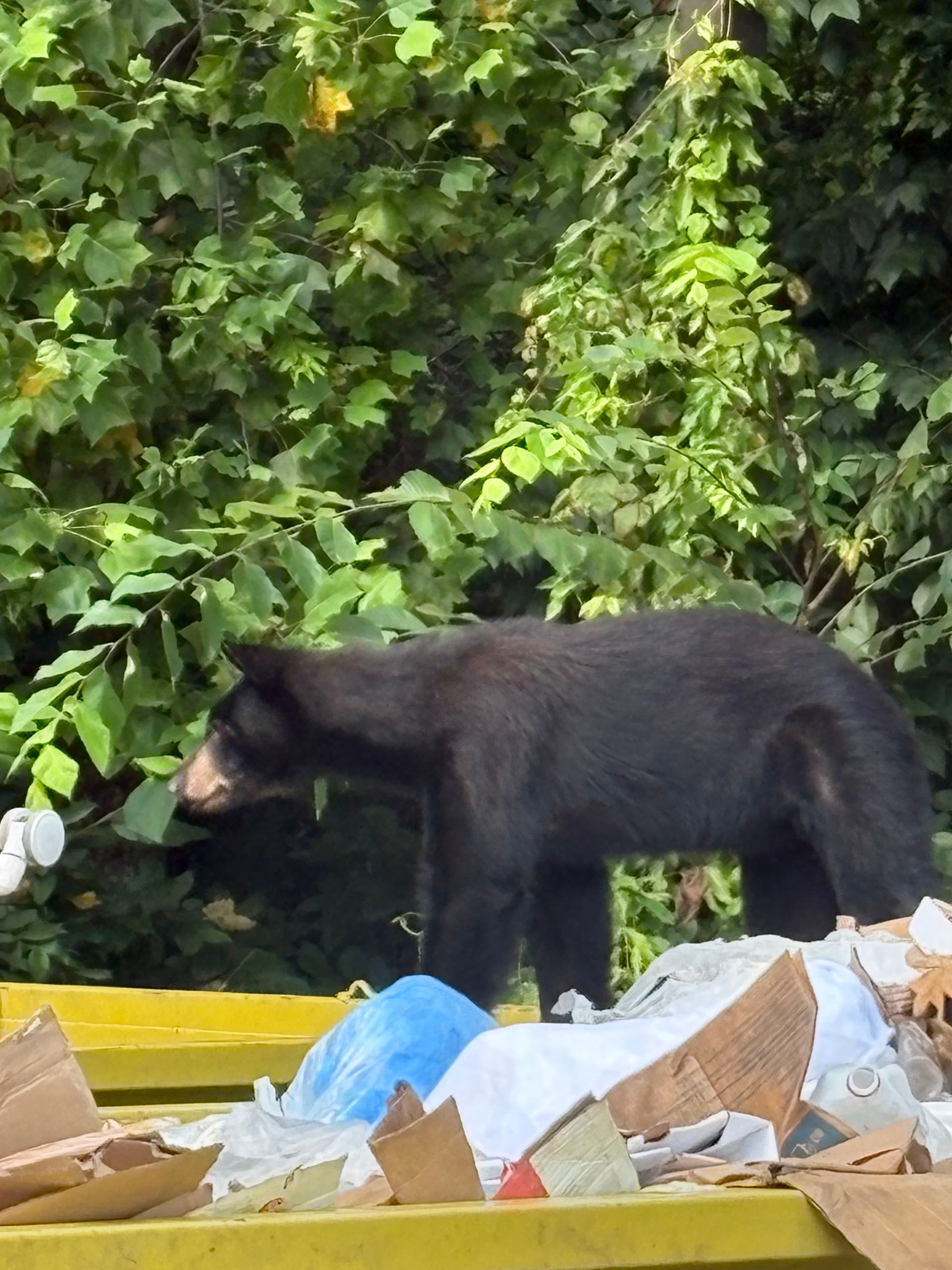 Gallery photos for When the Locals Give Your Dumpster a Five-Star Review: Image #2